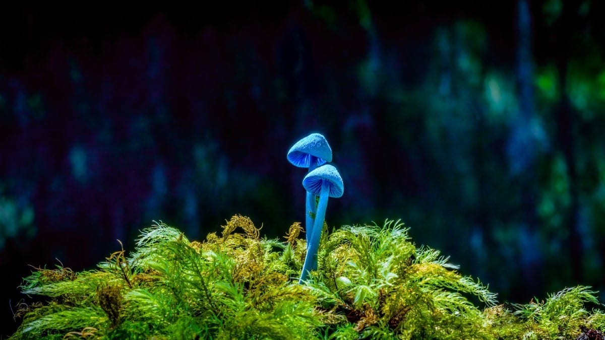 Blue mushrooms growing out of moss