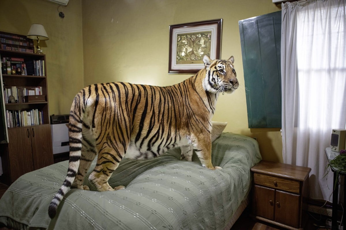 Tiger standing on a bed in Buenos Aires, Argentina