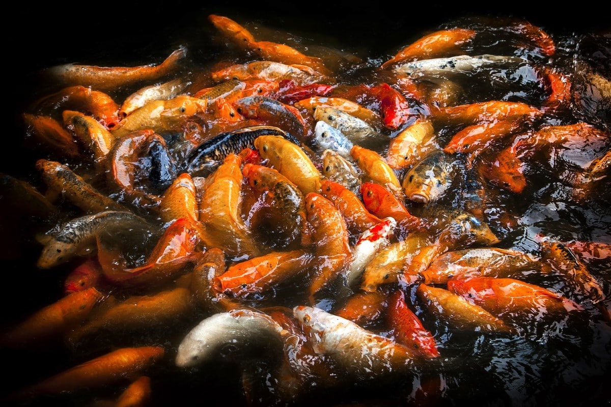 Cluster of koi and goldfish