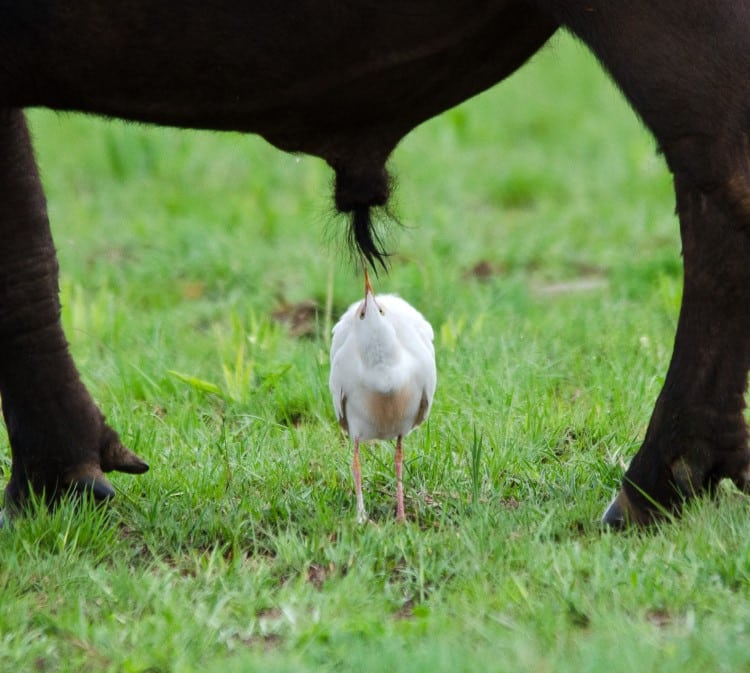 Funny wildlife photo