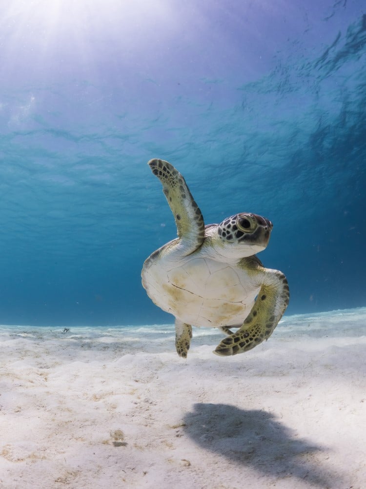 Sea turtle swimming underwater