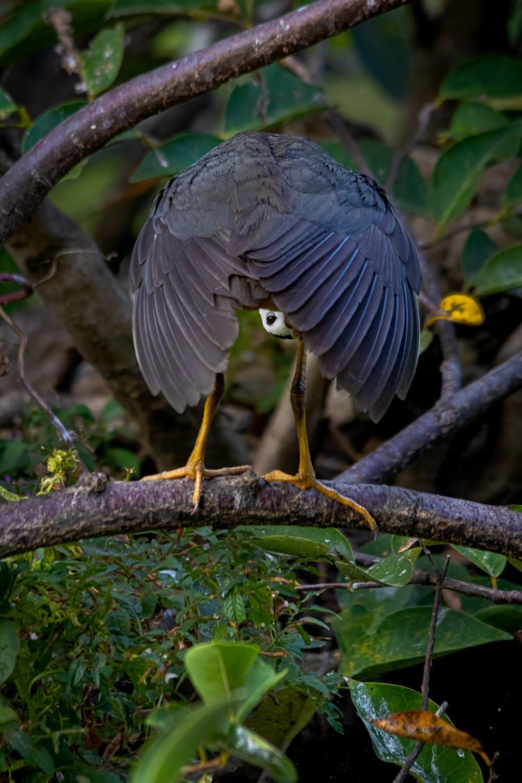 White-breasted waterhen on a branch