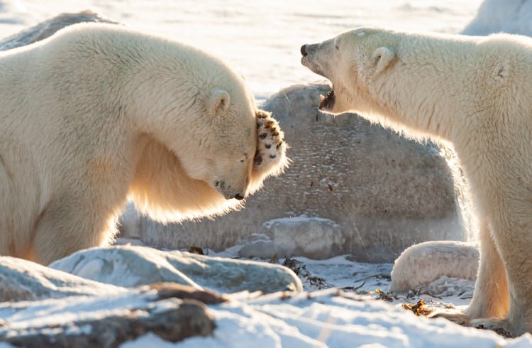 Two polar bears in Churchill, Manitoba, Canada