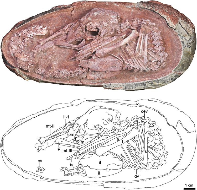 Fossile embryon dinosaure